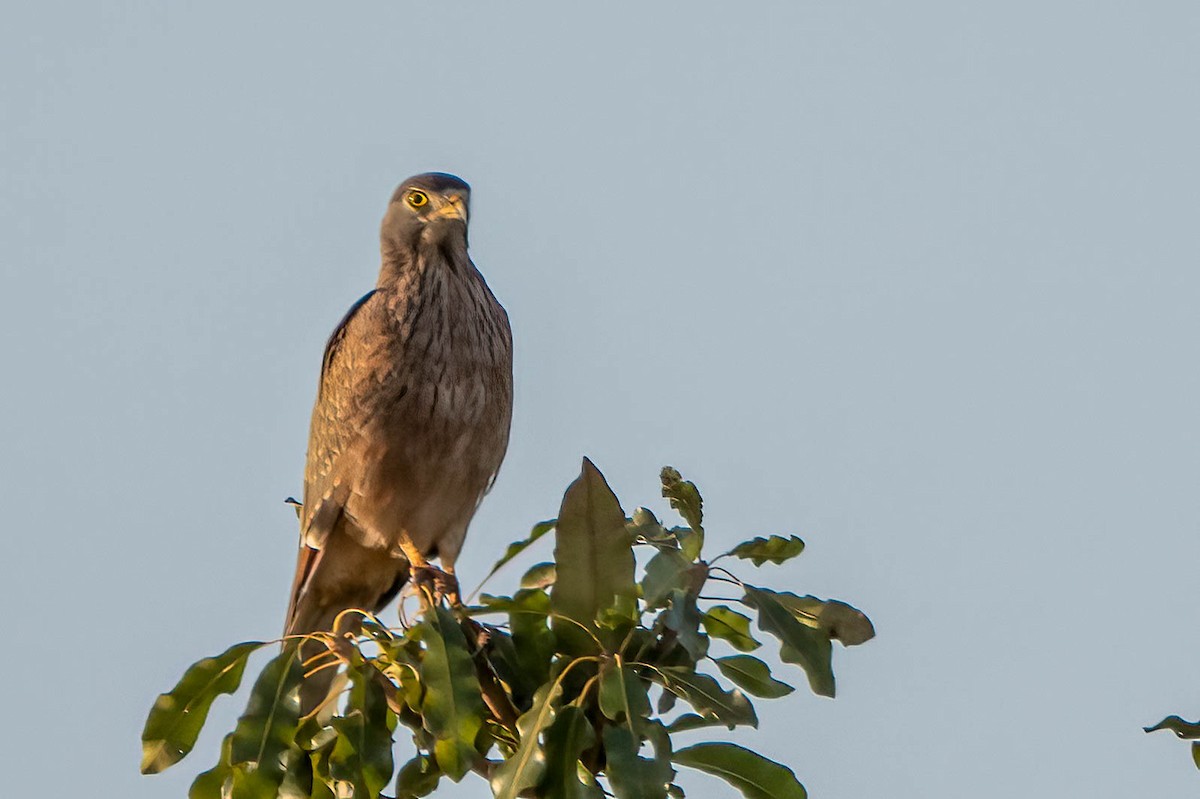 Busautour des sauterelles - ML647701128