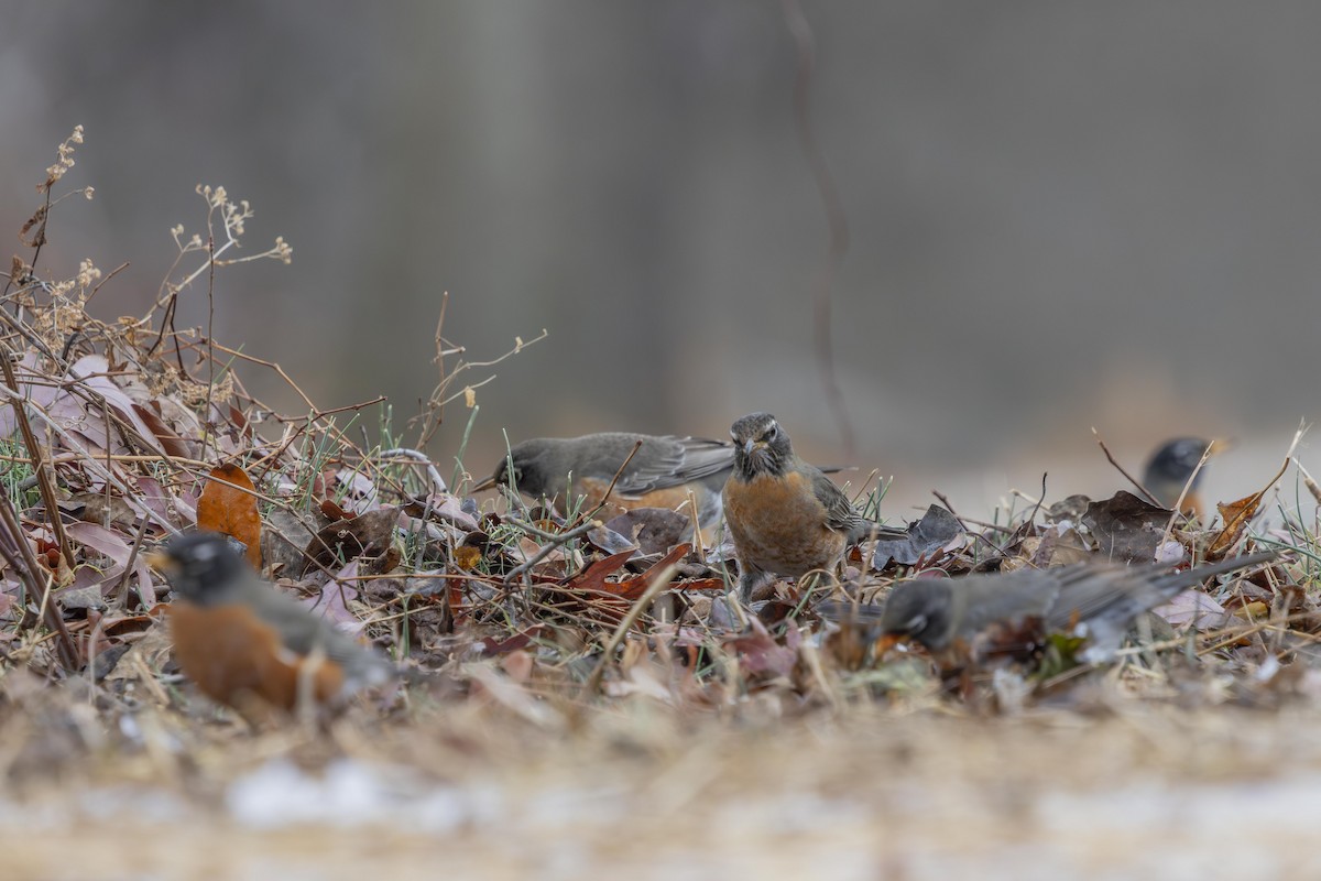 Merle d'Amérique - ML647701129