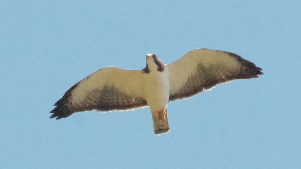 Buse à queue courte - ML647701130