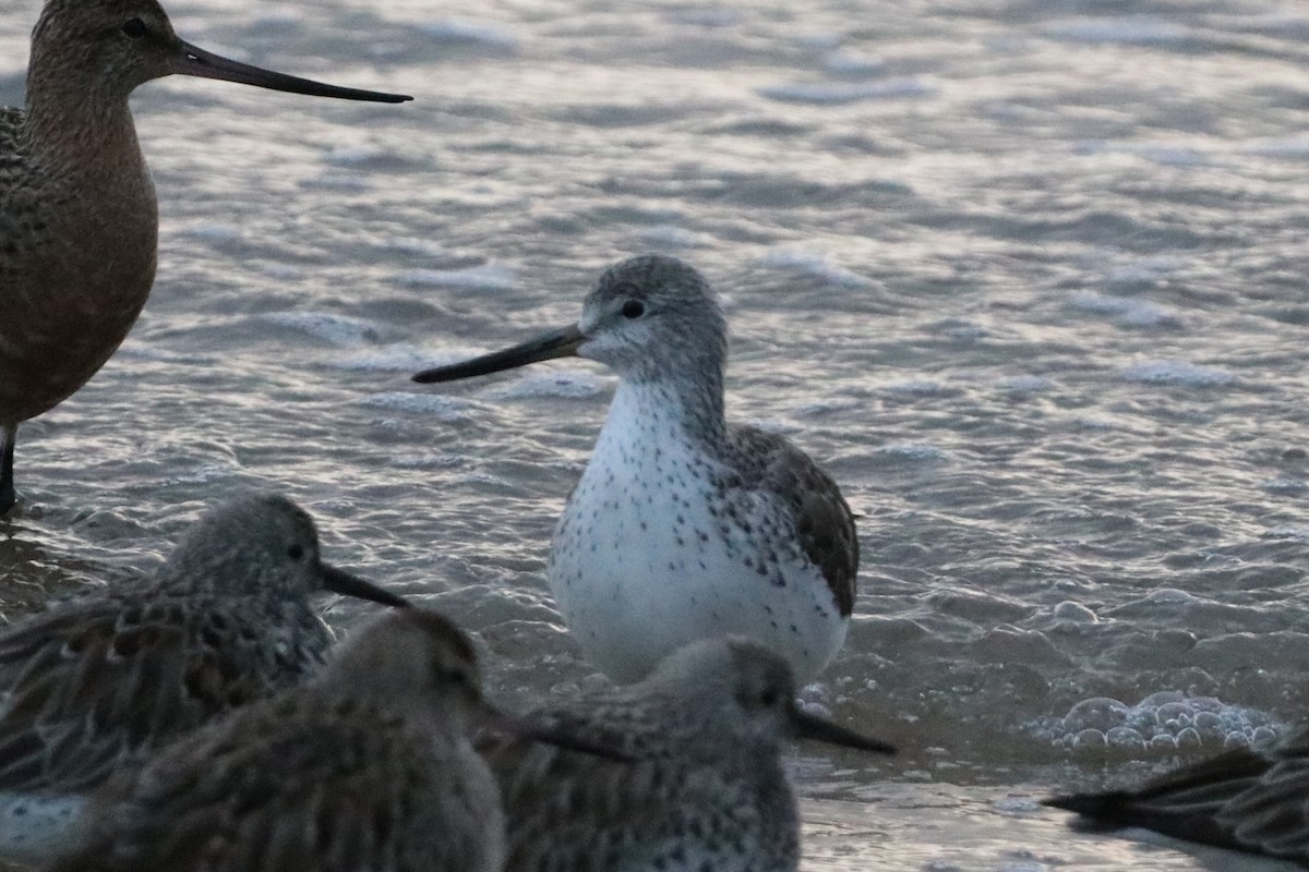 Chevalier tacheté - ML647701131