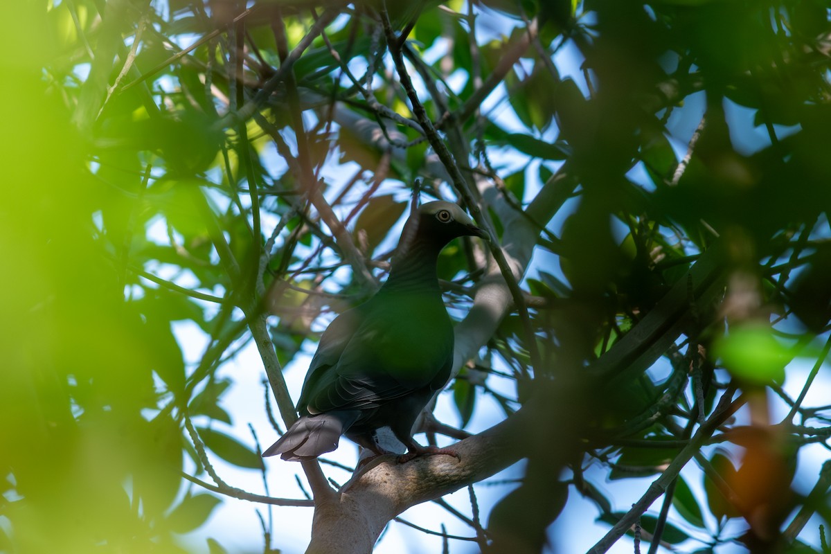 Pigeon à couronne blanche - ML647701134