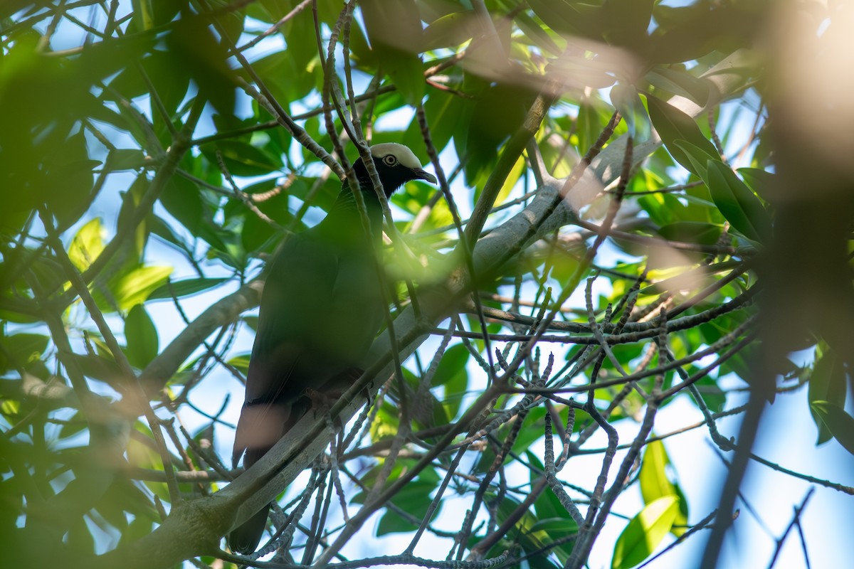 Pigeon à couronne blanche - ML647701135