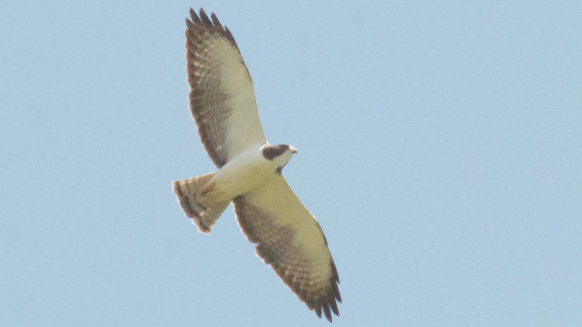 Buse à queue courte - ML647701136