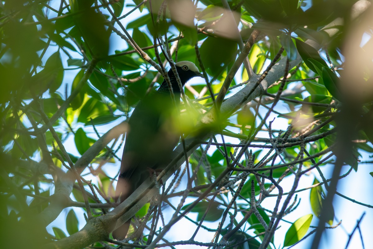 Pigeon à couronne blanche - ML647701137