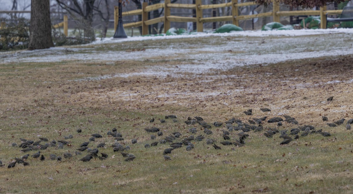 Étourneau sansonnet - ML647701138