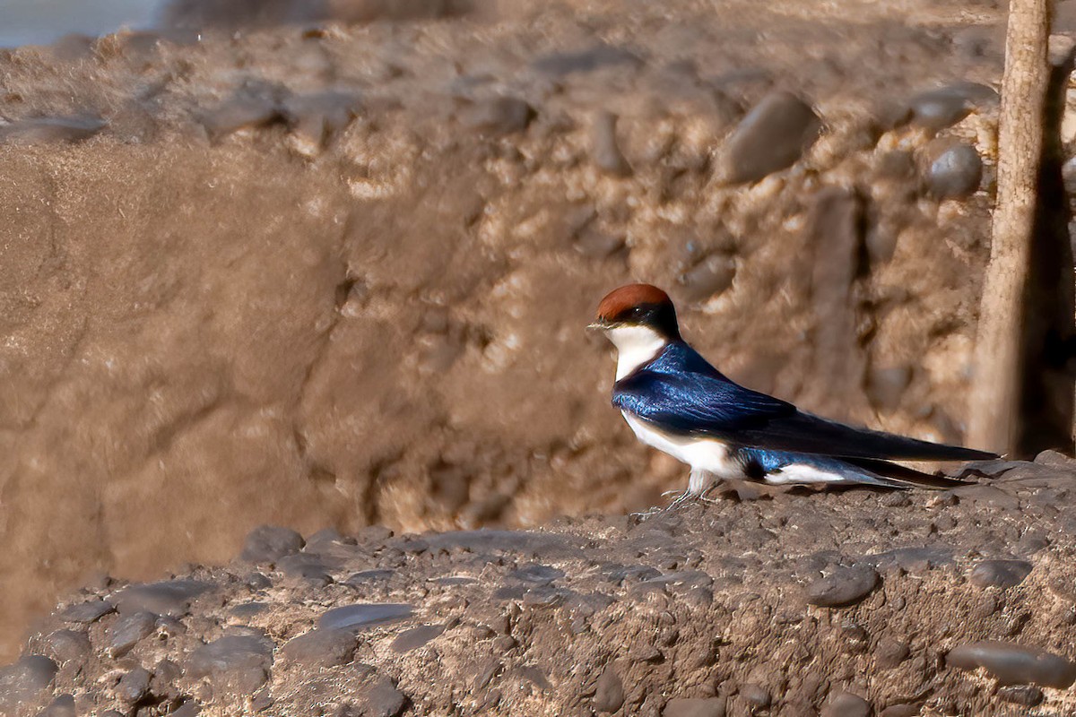 Hirondelle à longs brins - ML647701139