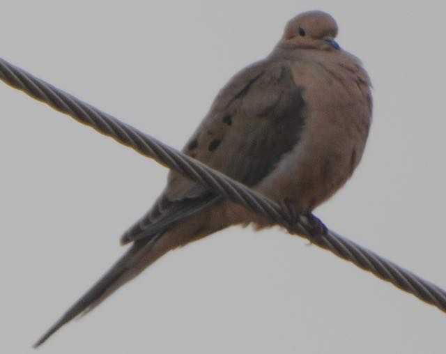 Tourterelle triste - ML647701141