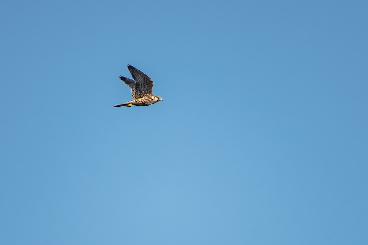 Peregrine Falcon - ML647701157