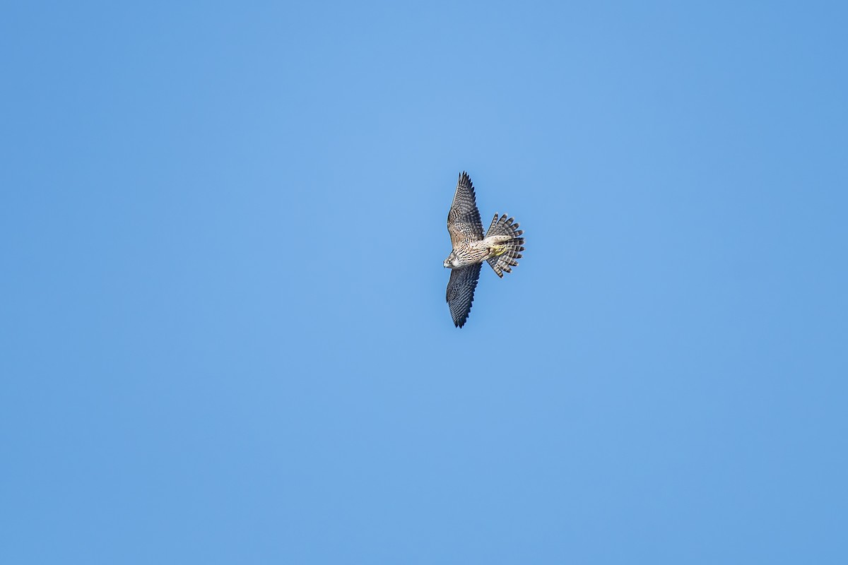 Peregrine Falcon - ML647701158