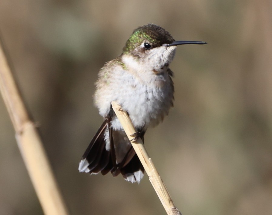 Ruby-throated Hummingbird - ML647701168