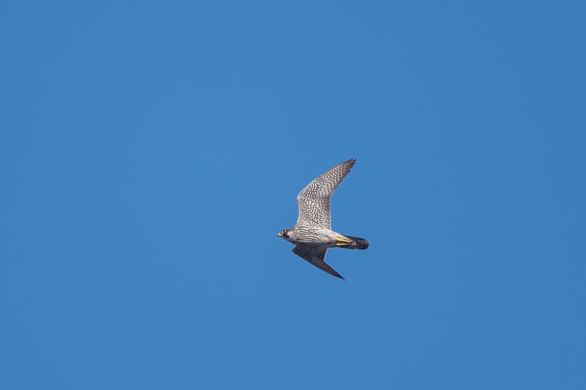 Peregrine Falcon (Mediterranean) - ML647701171