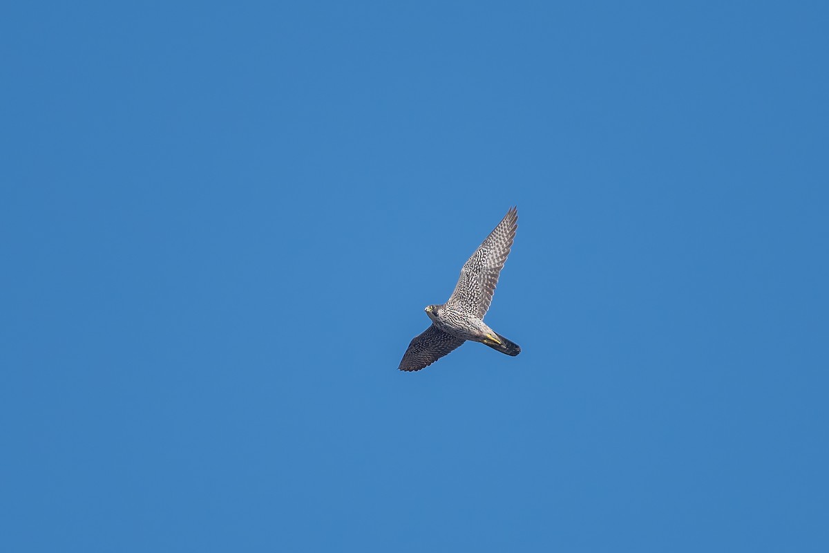 Peregrine Falcon (Mediterranean) - ML647701172