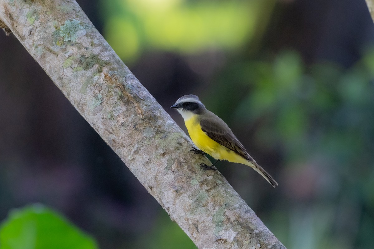 Rotscheitel-Maskentyrann - ML647701188