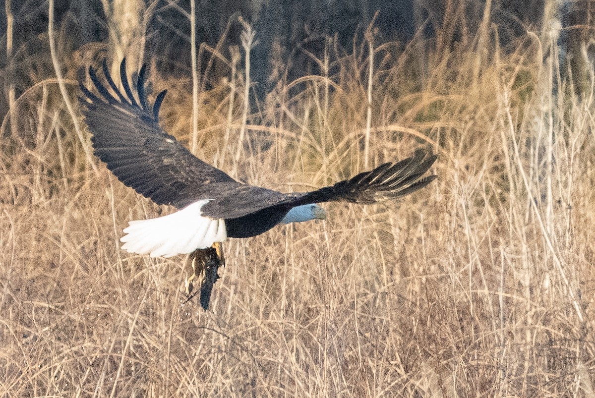 Bald Eagle - ML647701198