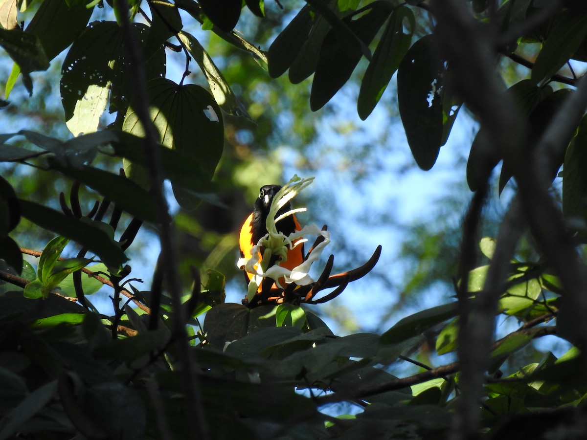 Venezuelan Troupial - ML647701206