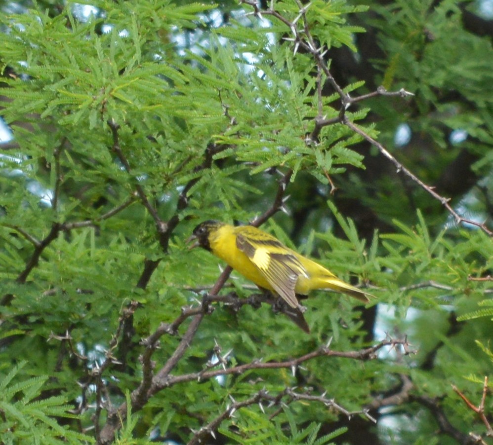 Hooded Siskin - ML647701213