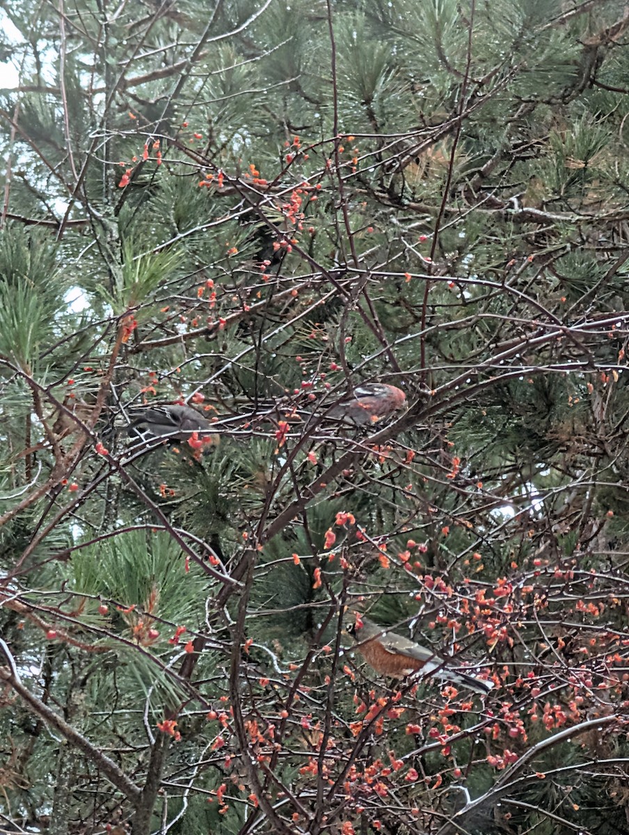 Hakengimpel - ML647701220