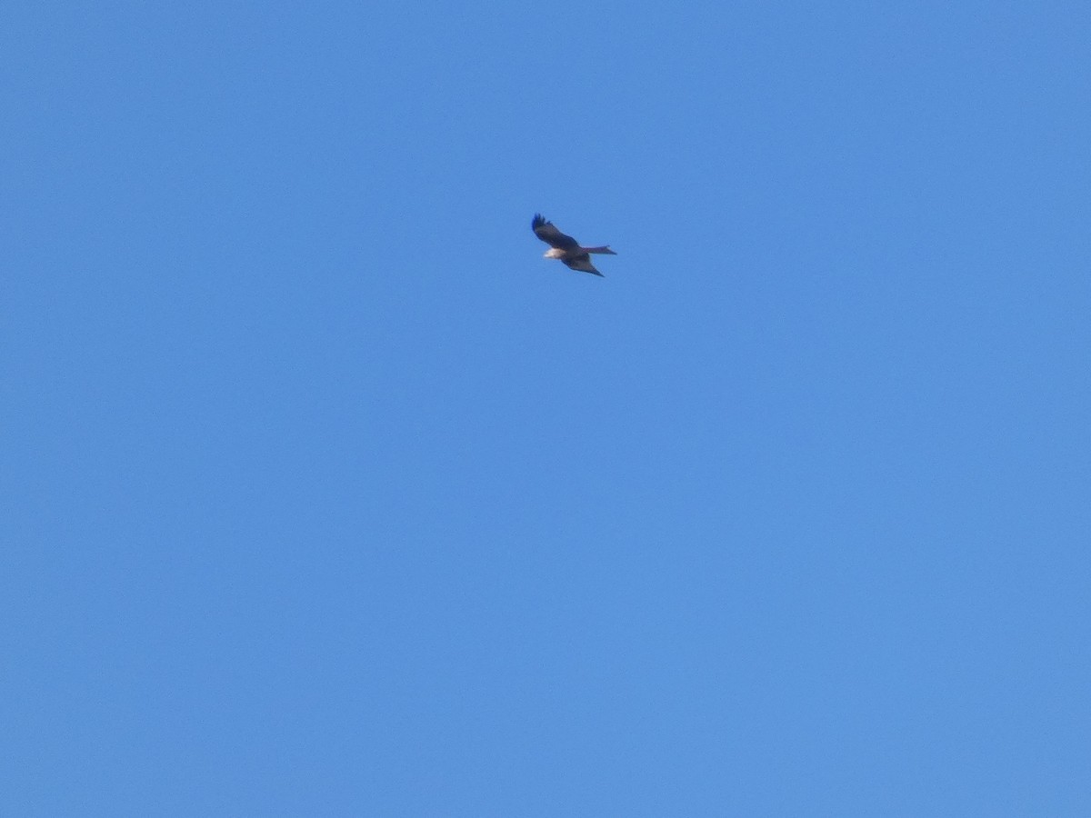 Red Kite - ML647701248