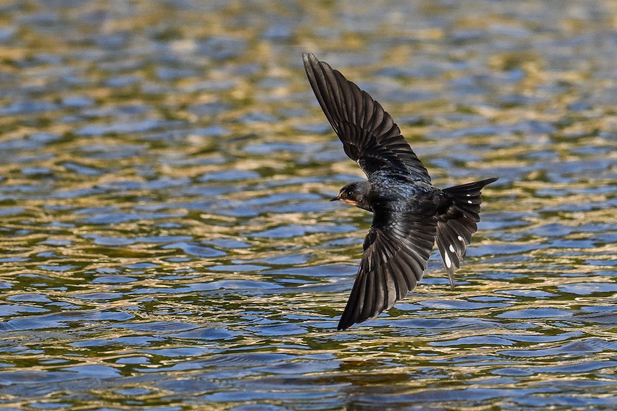 vlaštovka obecná - ML647701261