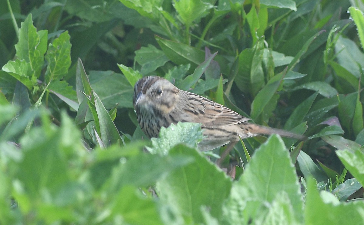 Lincoln's Sparrow - ML647701330