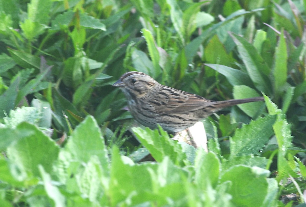 Lincoln's Sparrow - ML647701331