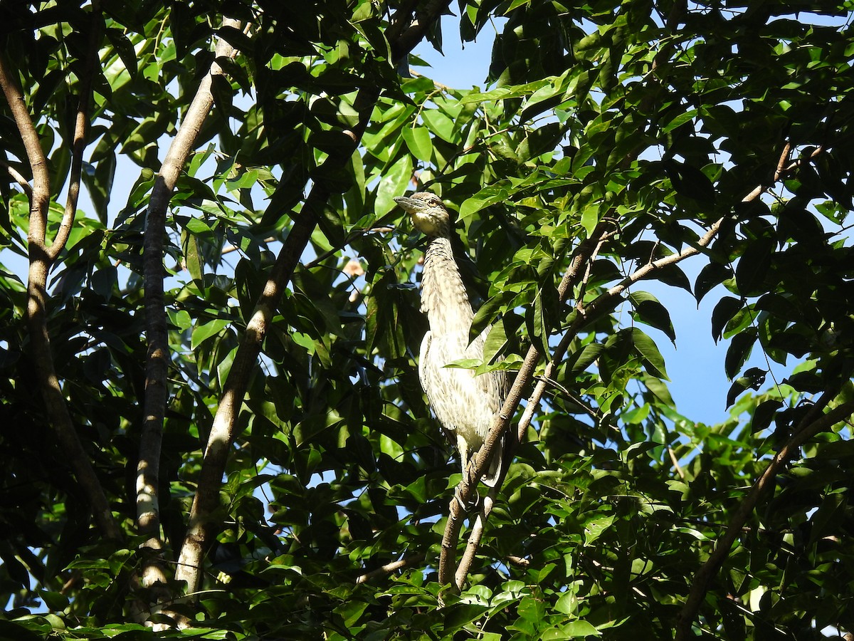 Yellow-crowned Night Heron - ML647701334