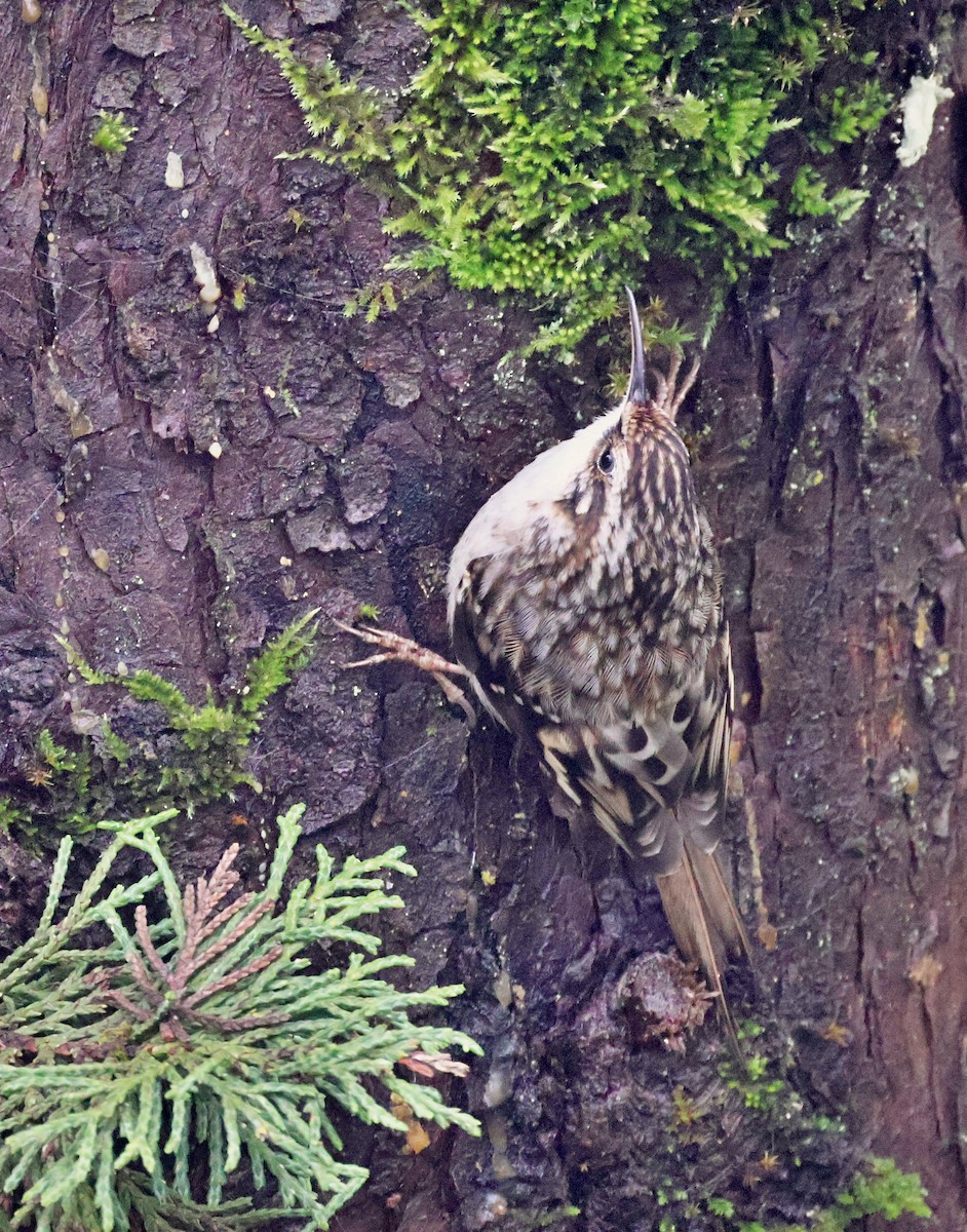 Grimpereau brun - ML647701336