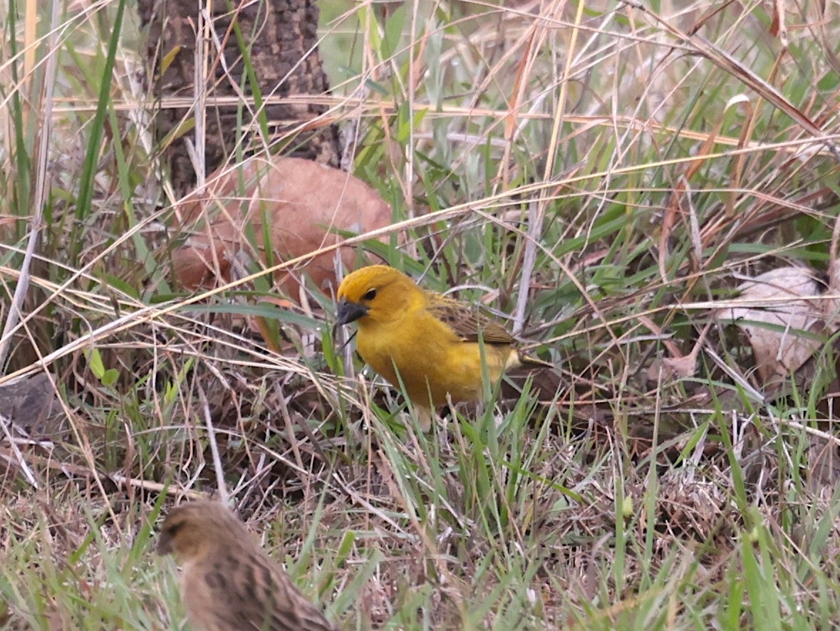 Kuckuckswitwe - ML647701338