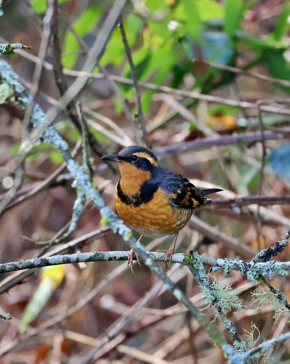 Grive à collier - ML647701345