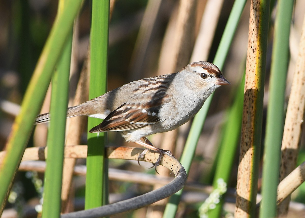 White-crowned Sparrow (leucophrys) - ML647701355