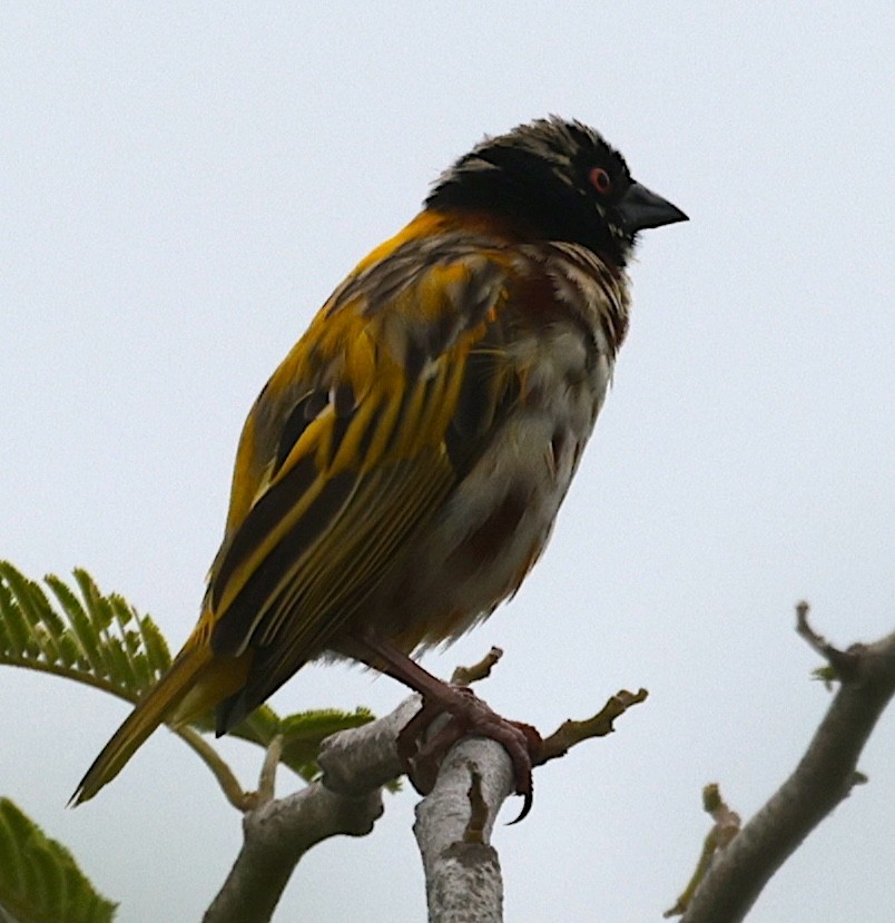 Golden-backed Weaver - ML647701362