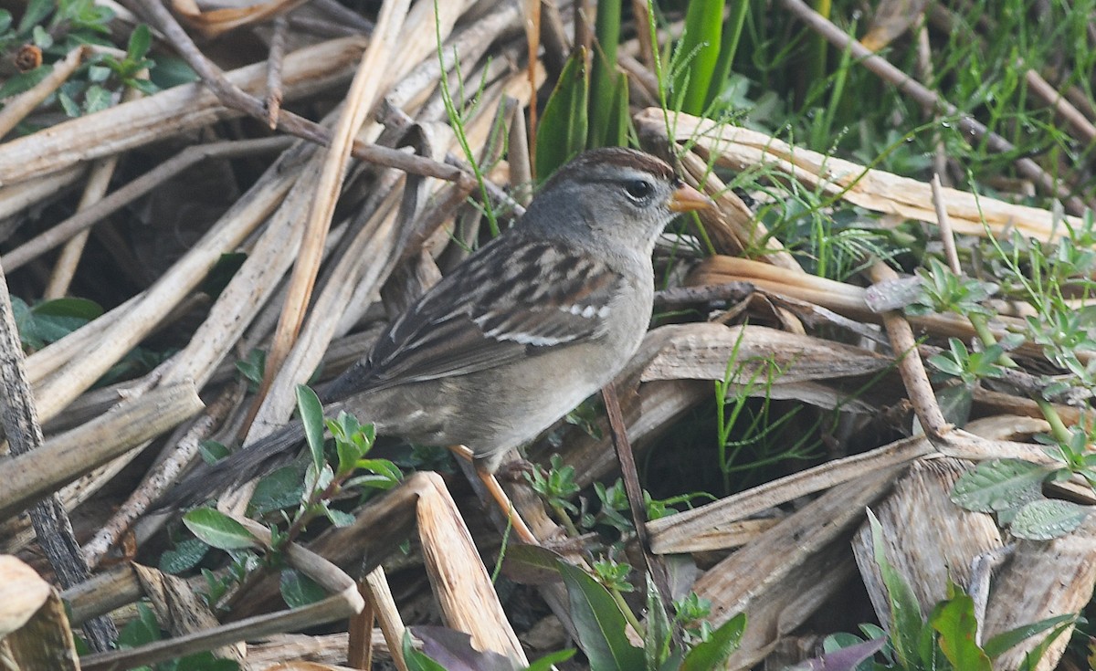 White-crowned Sparrow (Gambel's) - ML647701377