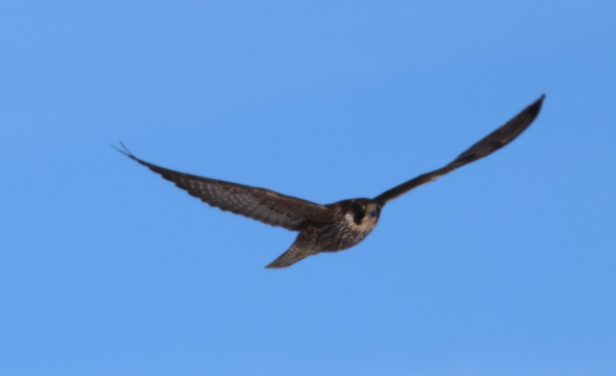 Peregrine Falcon - ML647701378