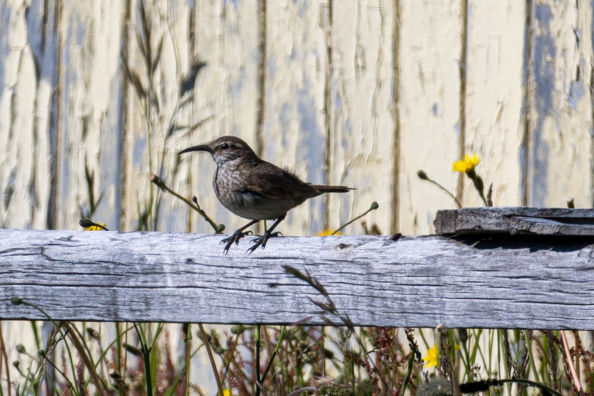 Scale-throated Earthcreeper - ML647701388