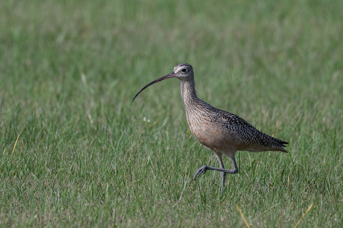 Кульон американський - ML647701396