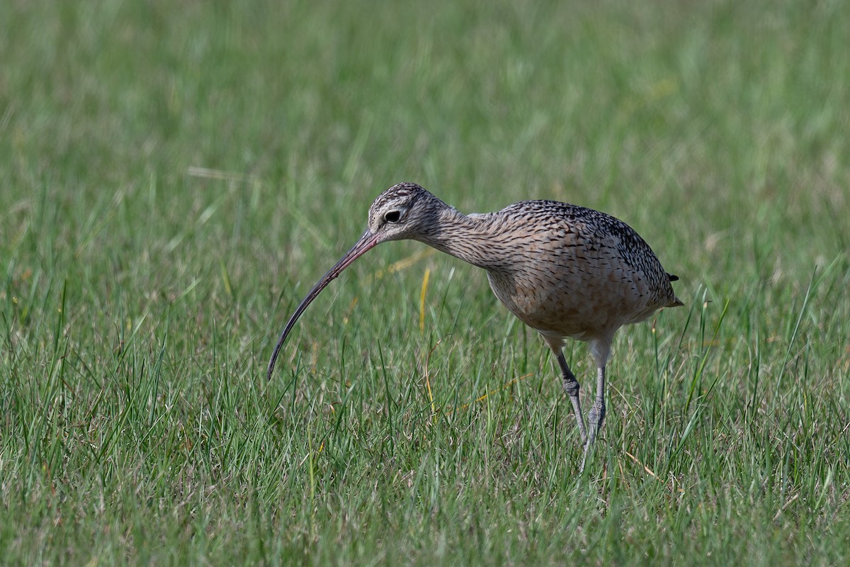 Кульон американський - ML647701397