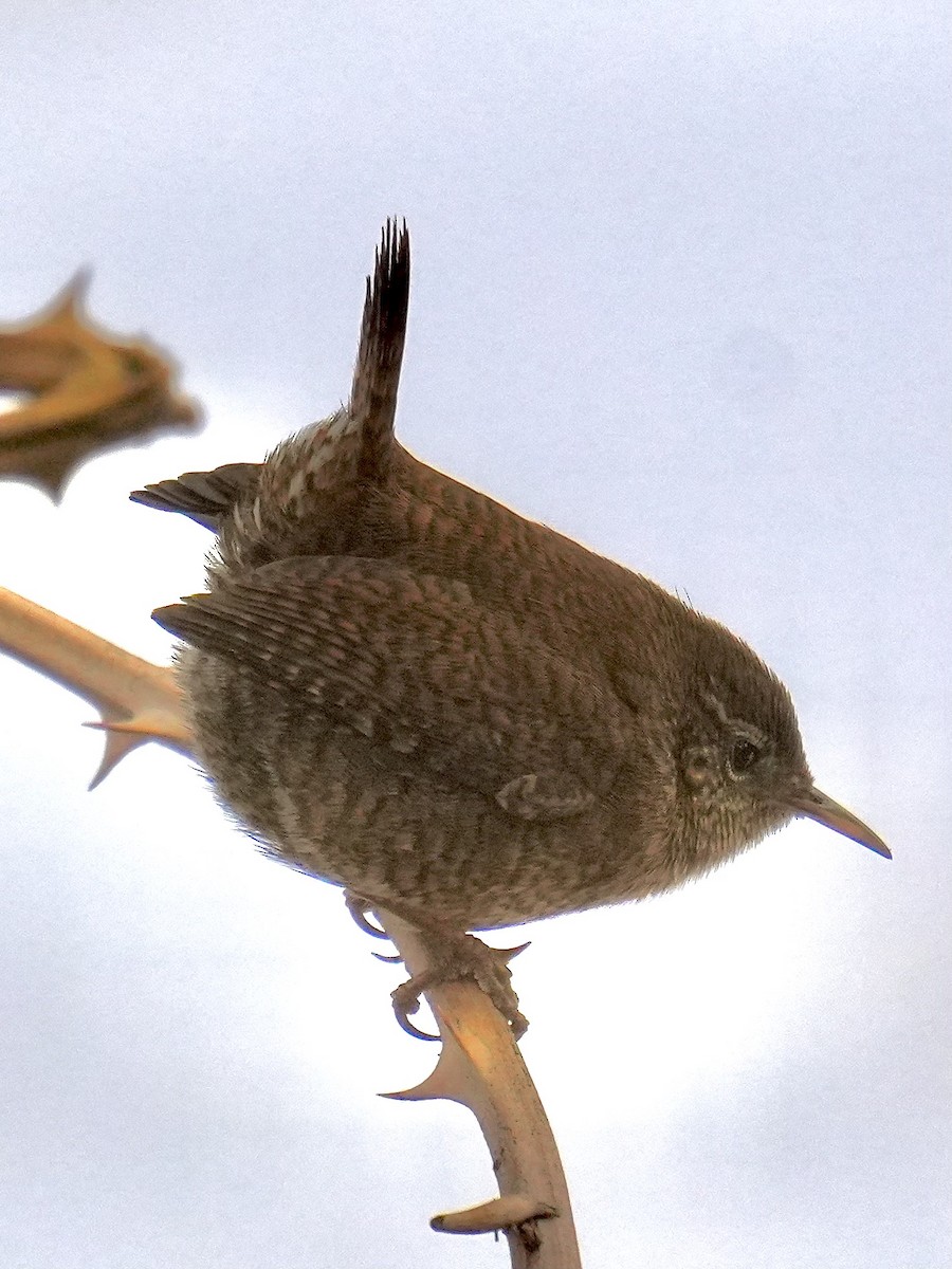 ミソサザイ - ML647701402