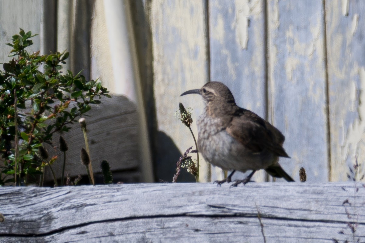 Scale-throated Earthcreeper - ML647701416