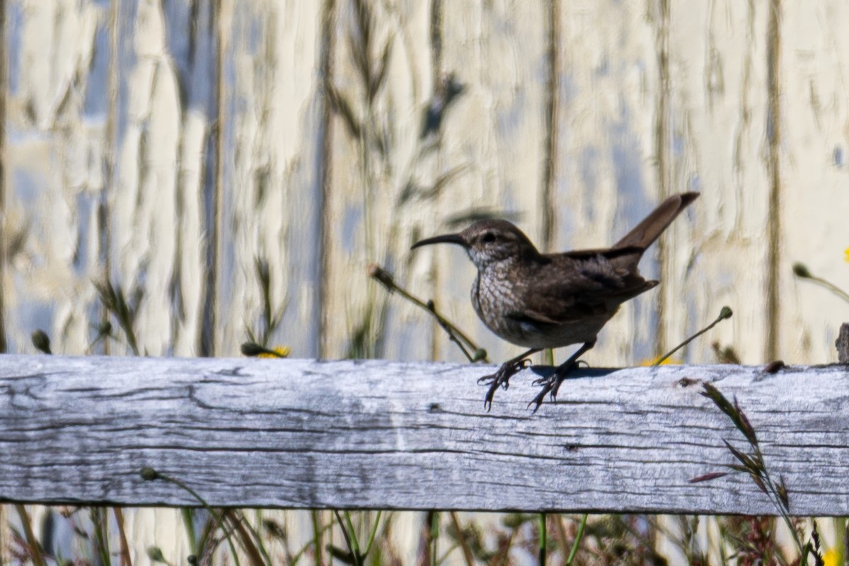 Scale-throated Earthcreeper - ML647701417