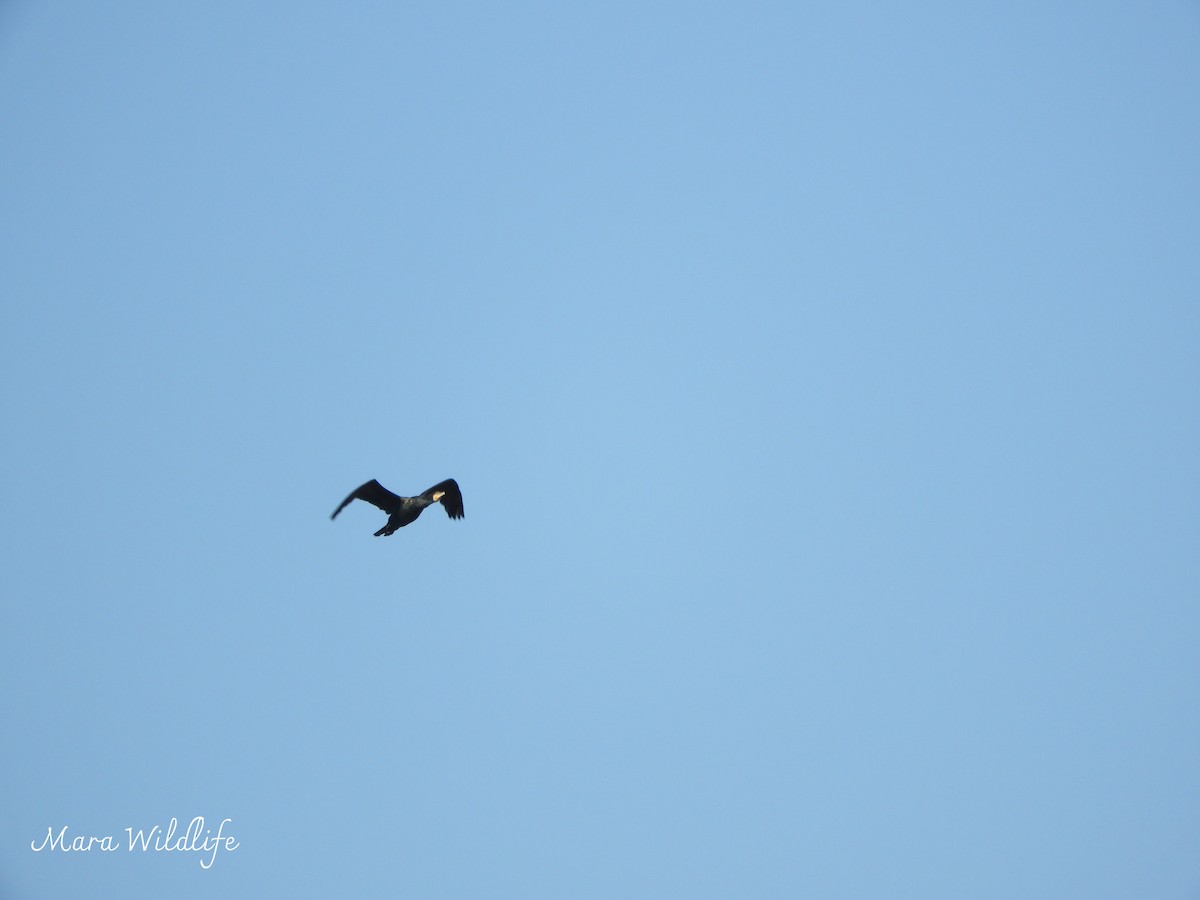 kormorán velký - ML647701422