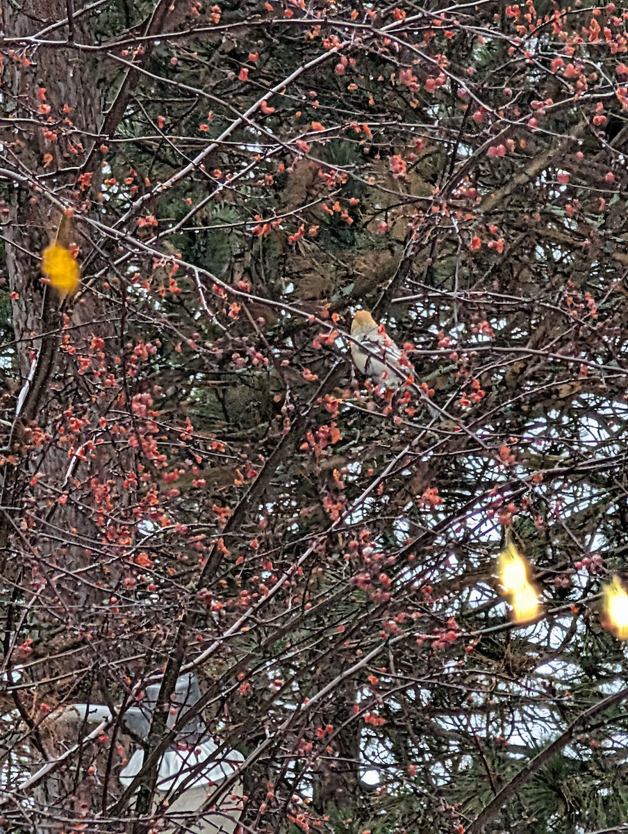 Hakengimpel - ML647701427