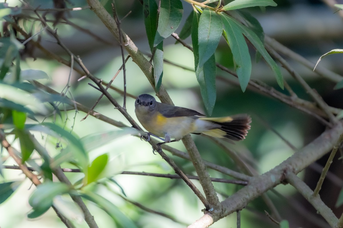 American Redstart - ML647701453