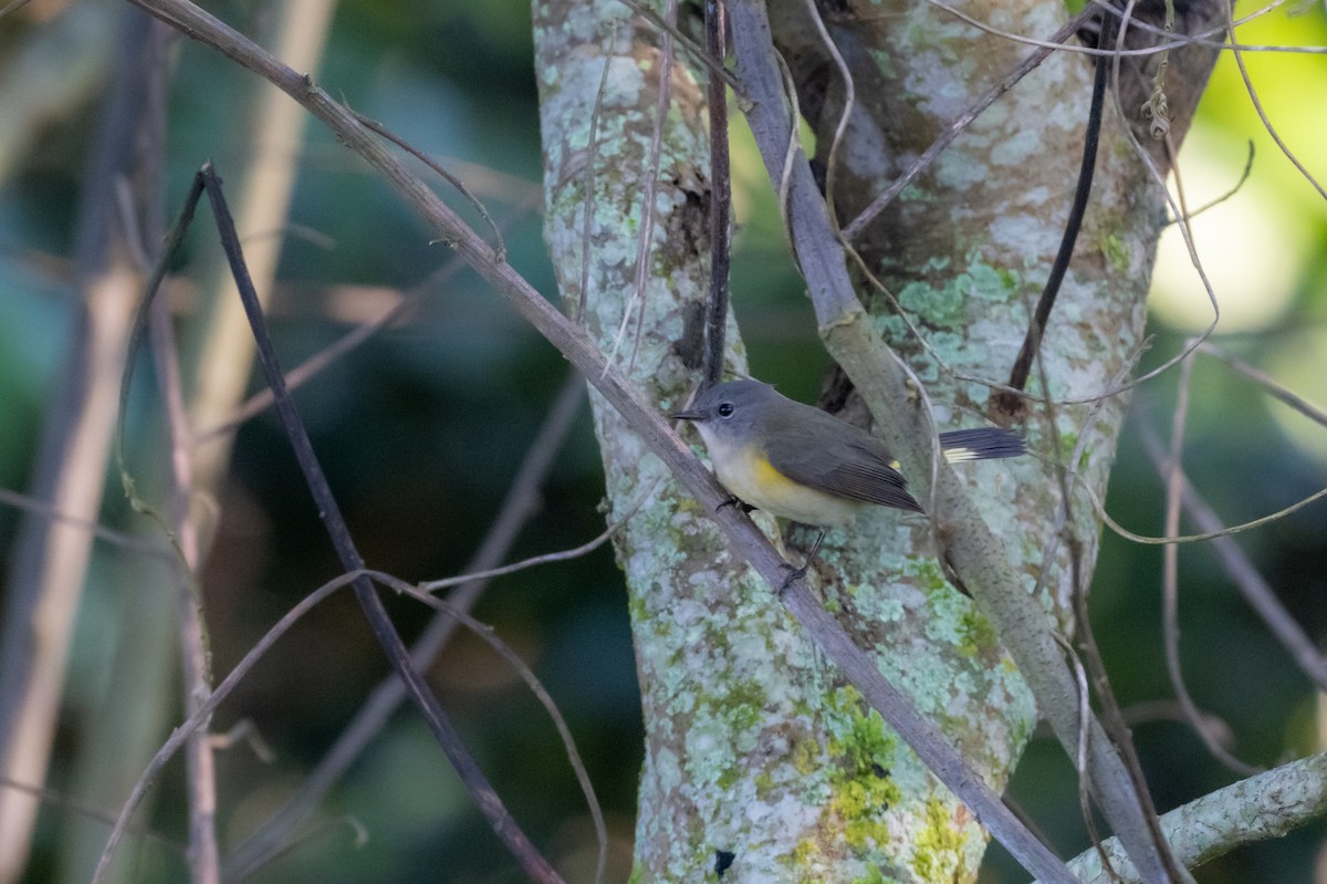 American Redstart - ML647701454