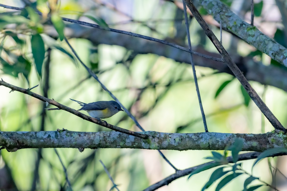 American Redstart - ML647701455