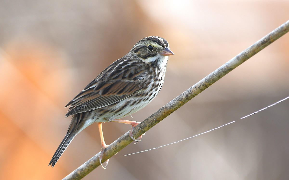 Savannah Sparrow (Savannah) - ML647701459