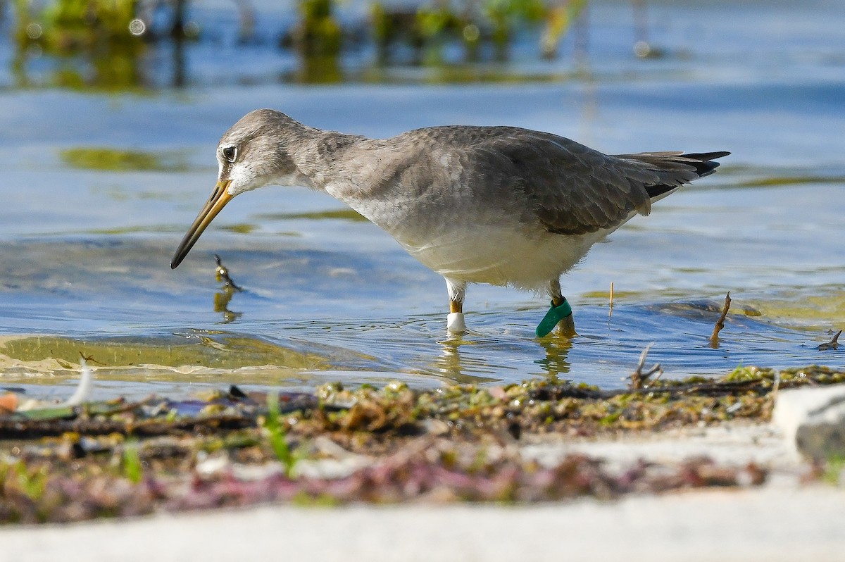 Gray-tailed Tattler - ML647701460