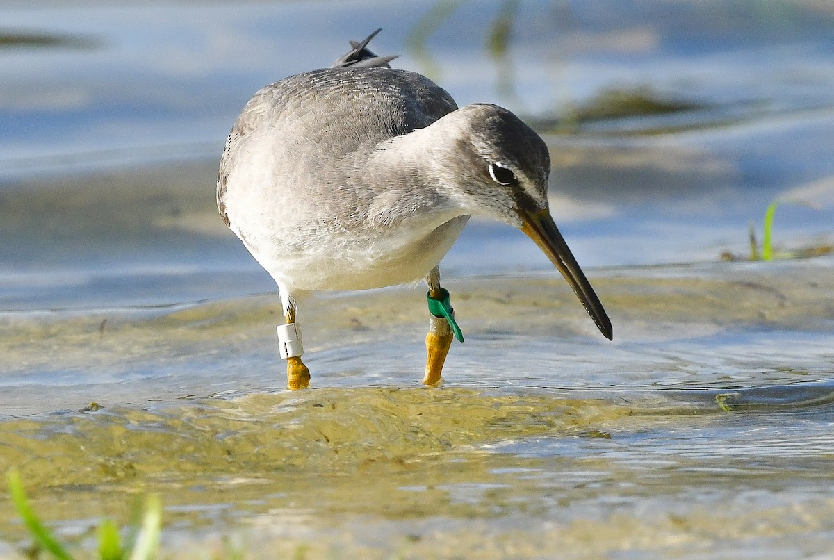 Gray-tailed Tattler - ML647701461