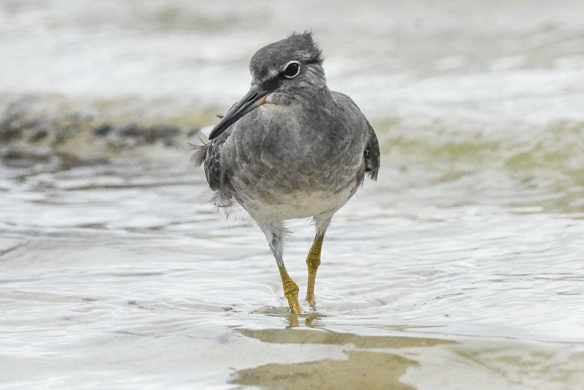 Gray-tailed Tattler - ML647701462