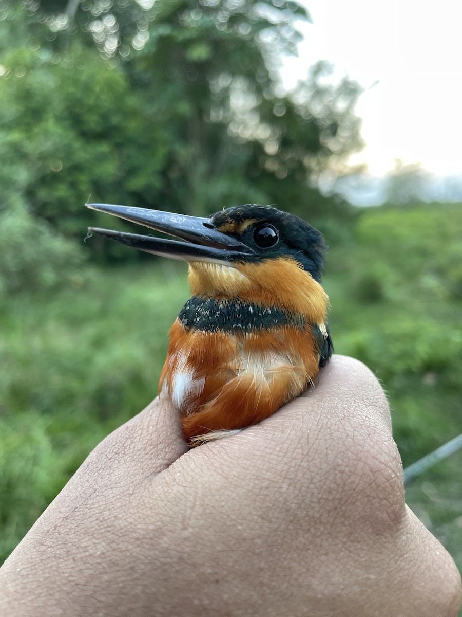 American Pygmy Kingfisher - ML647701475