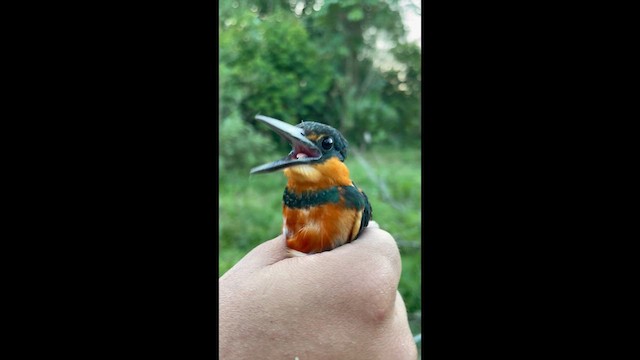 American Pygmy Kingfisher - ML647701478